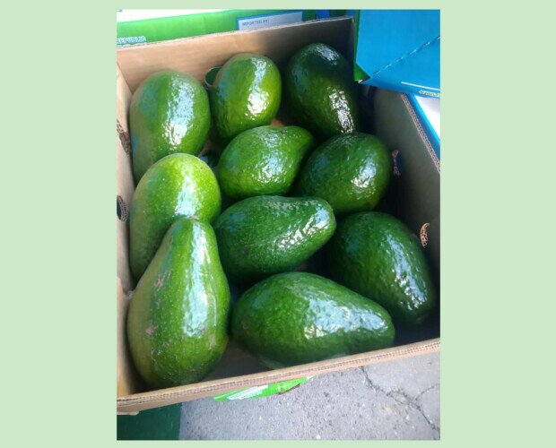 Aguacates de gran calibre. Aguacates de gran calibre, excelente calidad y sabor