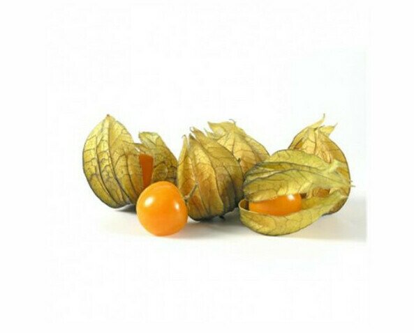 Alquejenje Physalis. También se la conoce por el nombre de tomatillo o farolillo chino)