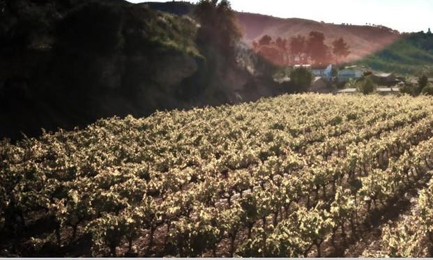 Nuestras tierras. Vinos tintos, vinos blancos.