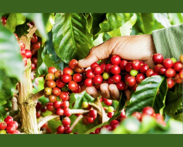 Grano de café. Recogida de granos de café en su mejor momento